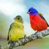 Painted Bunting Pair Diamond Painting