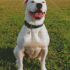 White American Bull Diamond Painting