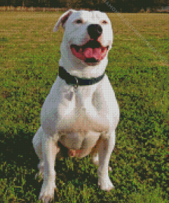 White American Bull Diamond Painting