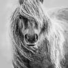 Black And White Shetland Pony Diamond by numbers