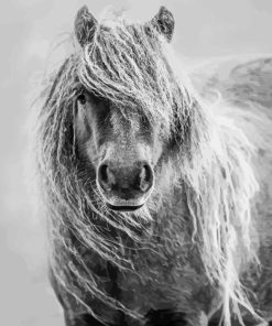 Black And White Shetland Pony Diamond by numbers