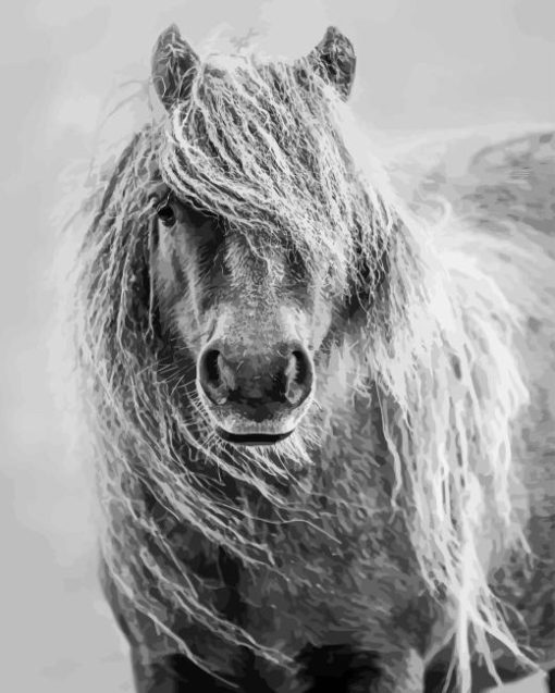 Black And White Shetland Pony Diamond by numbers