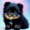 Black Pomeranian Diamond Painting