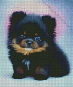 Black Pomeranian Diamond Painting