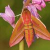 Elephant Hawk Moth Diamond Painting