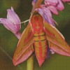 Elephant Hawk Moth Diamond Painting