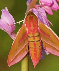 Elephant Hawk Moth Diamond Painting