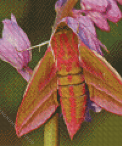 Elephant Hawk Moth Diamond Painting