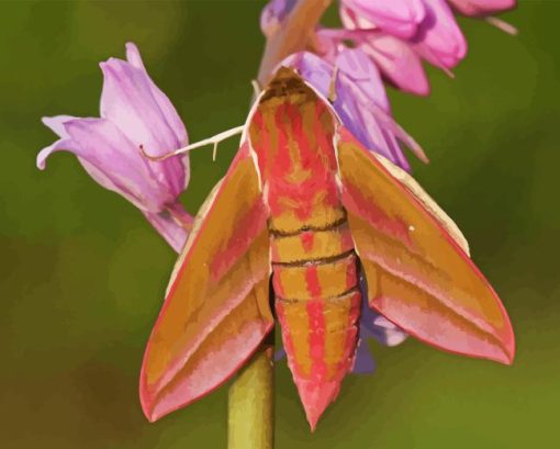 Elephant Hawk Moth Diamond Painting