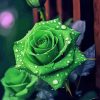 Green Rose Diamond by numbers