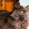 Grey Fluffy Cat Diamond Painting