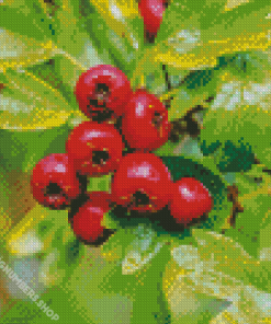 Hawthorn Diamond Painting