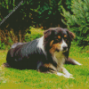 Herding Dog Diamond Painting