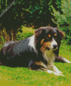 Herding Dog Diamond Painting