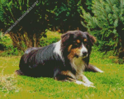 Herding Dog Diamond Painting