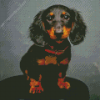 Long Hair Dachshund Diamond Painting