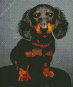 Long Hair Dachshund Diamond Painting