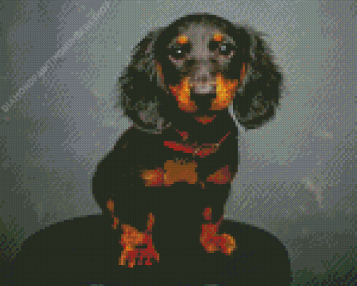 Long Hair Dachshund Diamond Painting