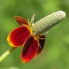 Mexican Hat Flower Diamond Painting