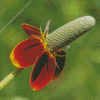 Mexican Hat Flower Diamond Painting