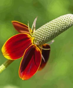 Mexican Hat Flower Diamond Painting