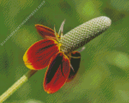 Mexican Hat Flower Diamond Painting