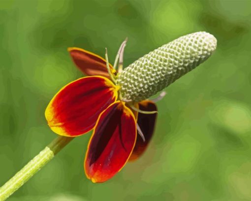 Mexican Hat Flower Diamond Painting