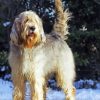 Otterhound Dog Diamond Painting