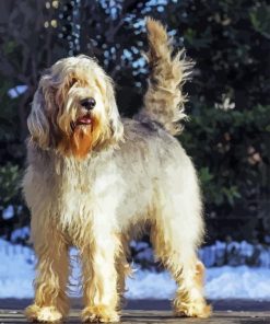 Otterhound Dog Diamond Painting