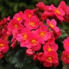 Pink Begonia Flowering Plants Diamond Painting