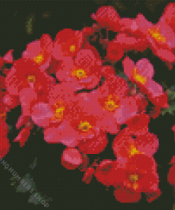 Pink Begonia Flowering Plants Diamond Painting