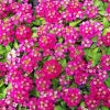 Pink Alyssum Diamond Painting