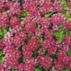 Pink Alyssum Diamond Painting