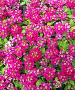 Pink Alyssum Diamond Painting