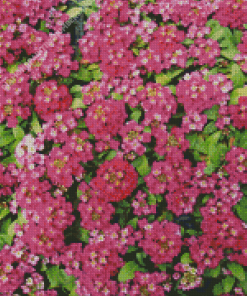 Pink Alyssum Diamond Painting