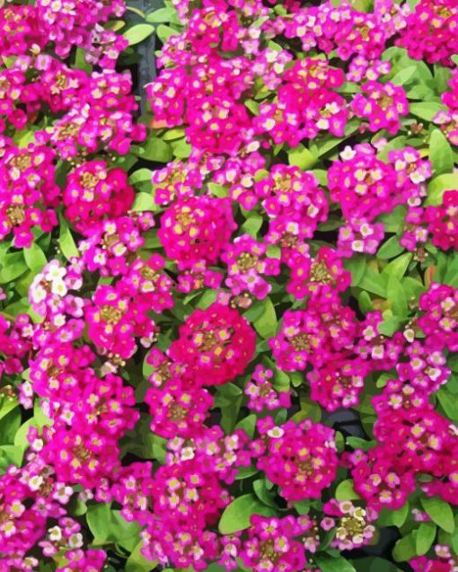 Pink Alyssum Diamond Painting