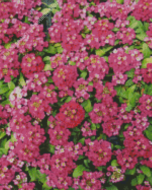 Pink Alyssum Diamond Painting