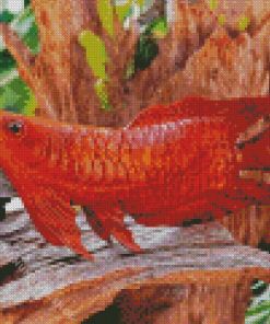 Red Arowana Diamond Painting