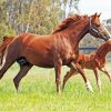 Red Horse with Foal Diamond Painting