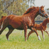 Red Horse with Foal Diamond Painting