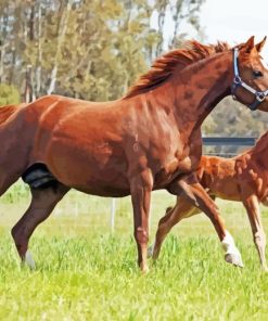 Red Horse with Foal Diamond Painting