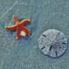 Sand Dollar Diamond Painting