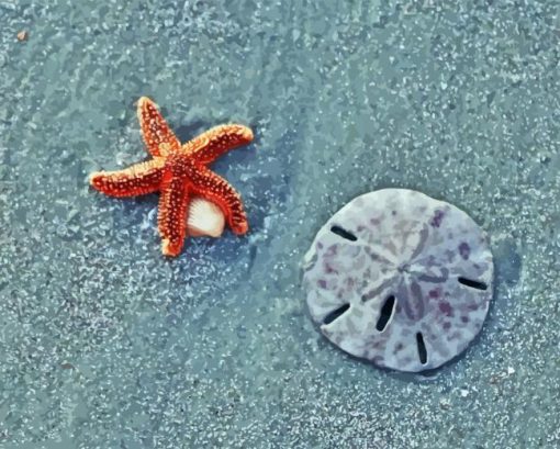 Sand Dollar Diamond Painting