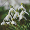 Snowdrops Flower Diamond Paints