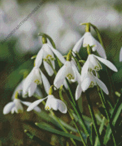 Snowdrops Flower Diamond Paints