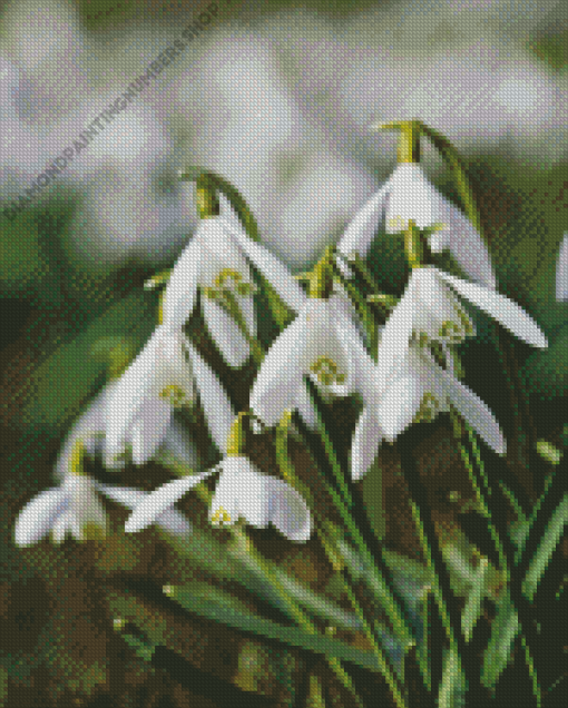 Snowdrops Flower Diamond Paints