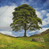 Sycamore Gap Diamond Painting