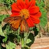 Tithonia Rotundifolia Diamond Painting