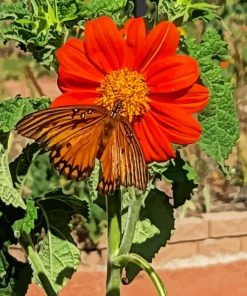 Tithonia Rotundifolia Diamond Painting