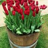 Tulips in Barrel Diamond Painting